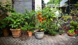 Several potted plants