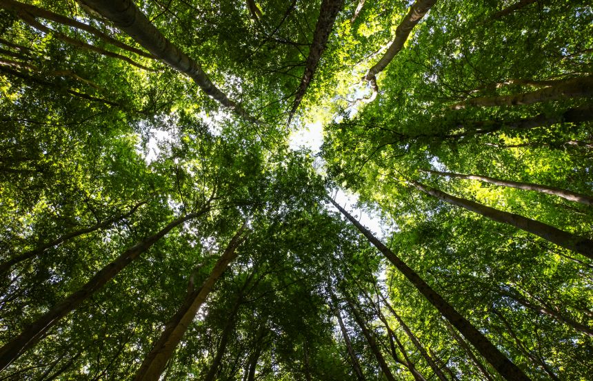 Sustainability - trees